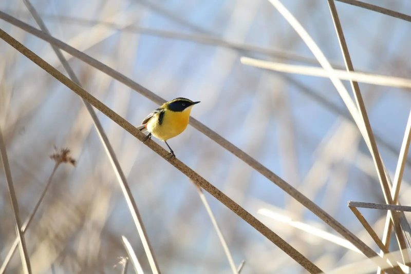 Imagen de un ave amarilla sobre una ramita.