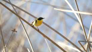 Imagen de un ave amarilla sobre una ramita.